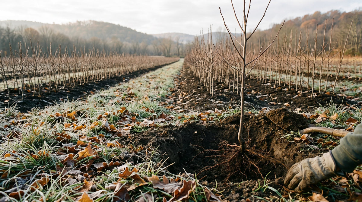 A leafless bare-root tree set in a freshly dug hole in a frosty nursery field in late autumn