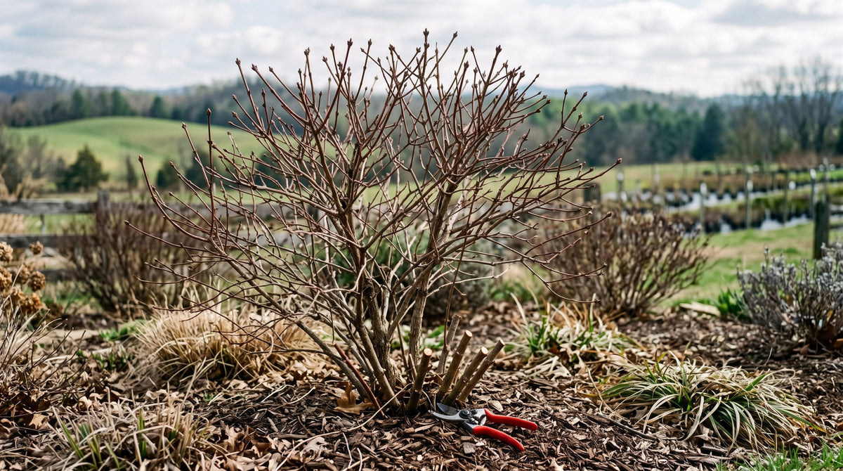 Bare multi-stemmed native viburnum shrub in a late-winter garden, with old stems cut at the base and hand pruners on the mulch