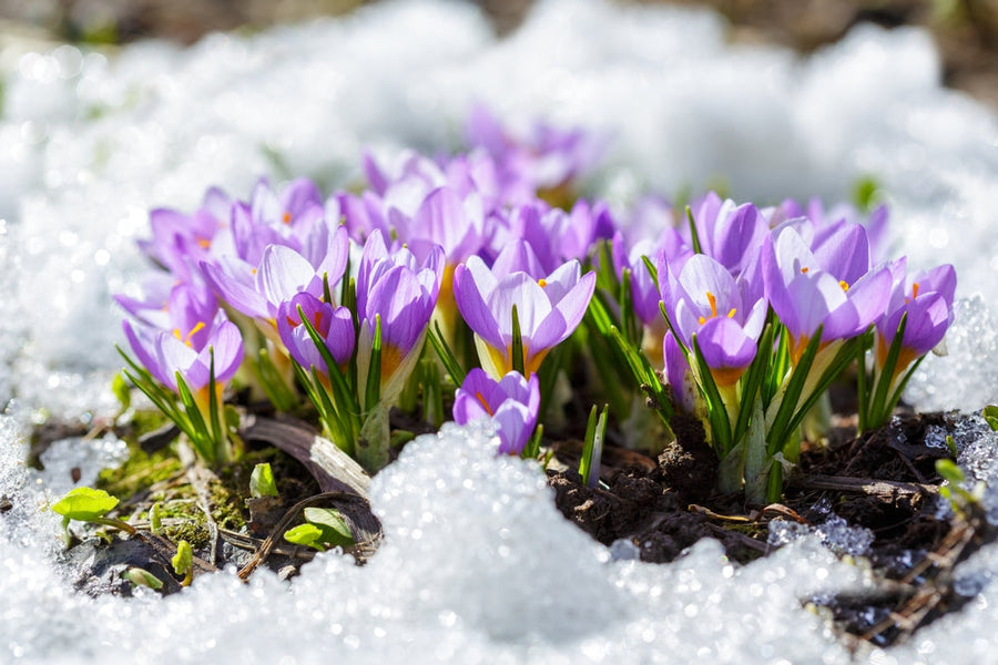 Which plant gives 12 months of flowers?