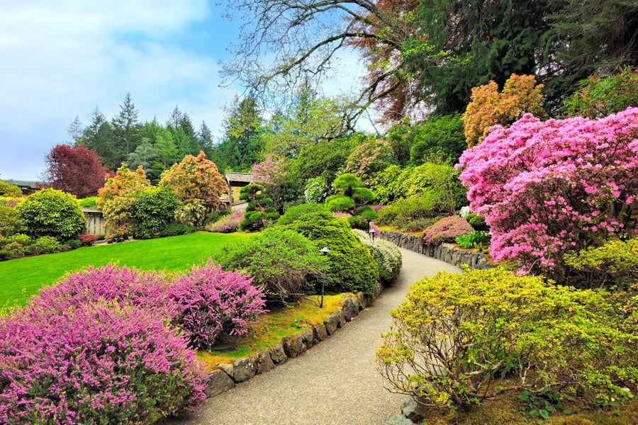 What is a shrub vs bush?